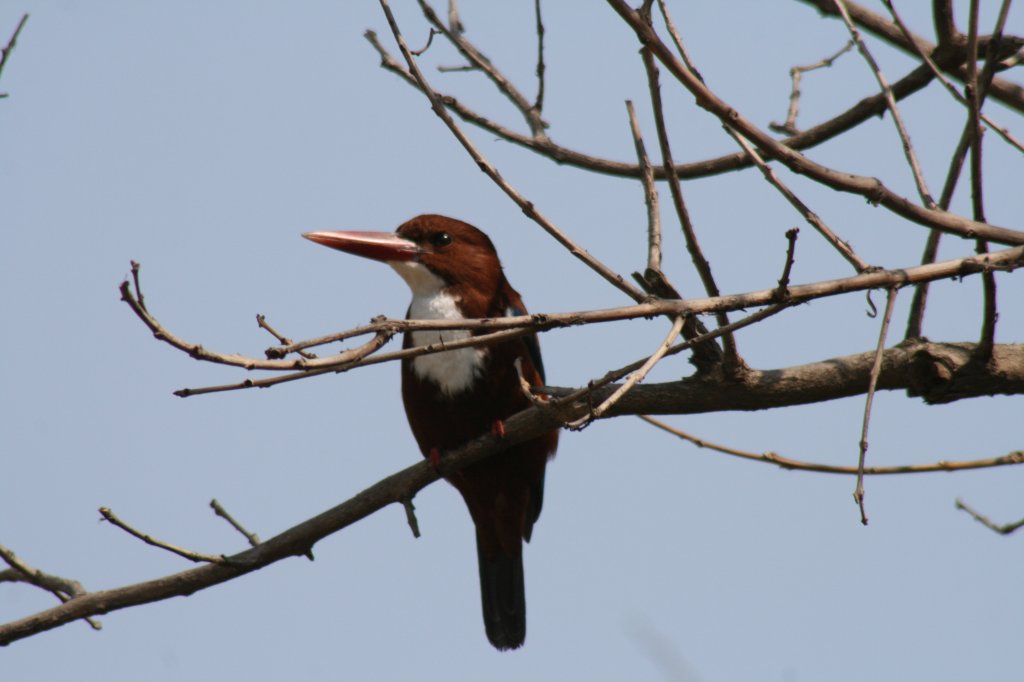 Birding At Tal Chapper | Image #5/6 | 