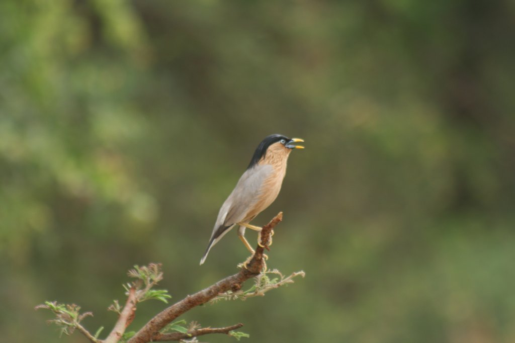 Birding At Tal Chapper | Image #4/6 | 