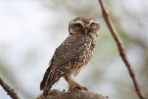 Birding At Tal Chapper