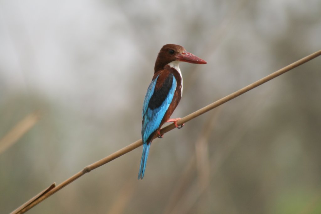 Birding At Tal Chapper | Image #6/6 | 