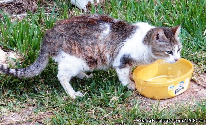 Sindy , my cat | Stella- Maris Hosting: Vacation  Rental | Image #11/17 | 