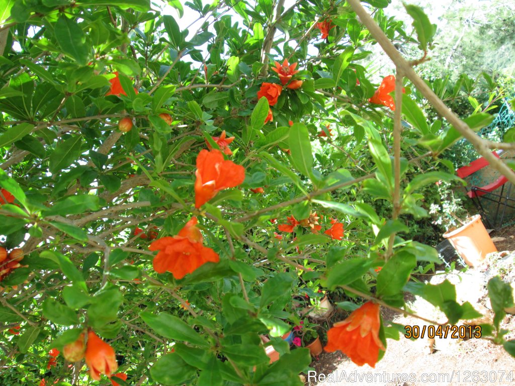 the Pomgrenade tree  blooming in the yard | Stella- Maris Hosting: Vacation  Rental | Image #14/17 | 