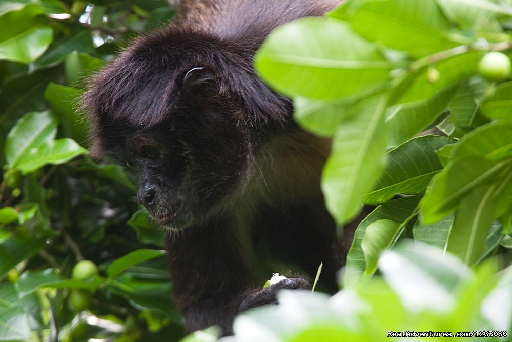 Go Monkey | Bike Tour To Two Cenotes And To A Mayan House | Image #8/14 | 