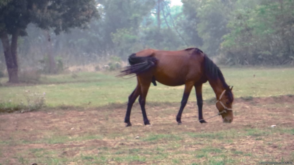 Shaman In Budhanagar | Horseback Riding  yoga and reiki in Nepal | Image #2/13 | 