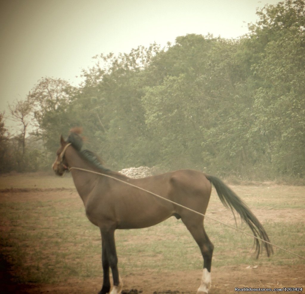 Samsara Ballet | Horseback Riding  yoga and reiki in Nepal | Image #4/13 | 