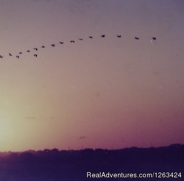 Black Ibis Flgiht | Horseback Riding  yoga and reiki in Nepal | Image #11/13 | 