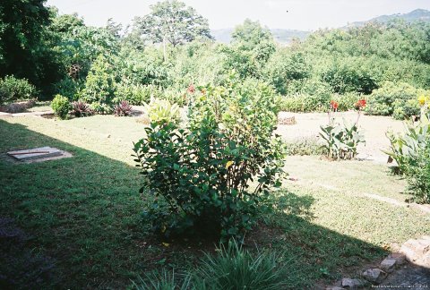 Black Star LIons' business site garden.