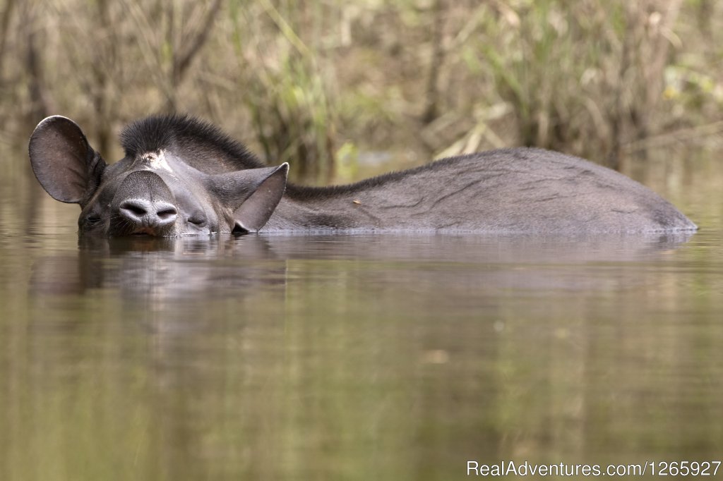 Animal Spotting Tours And Wildlife Tours In Suriname | Suriname, a melting pot of cultures 12 days | Image #7/8 | 