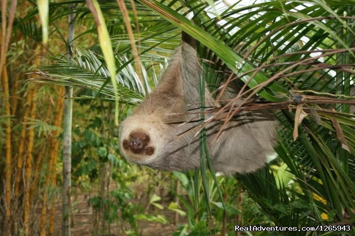 Sloths in our gardens | Clandestino Beach Resort beachfront boutique hotel | Image #12/25 | 