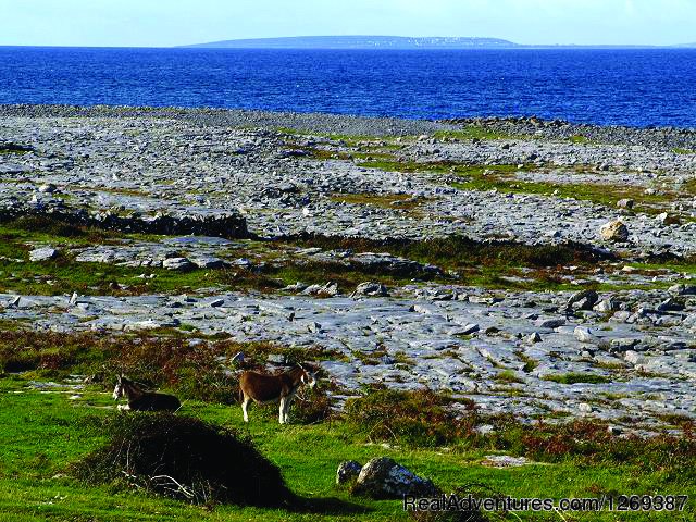 The Burren | Dh036 - Three Day Tour | Image #3/5 | 