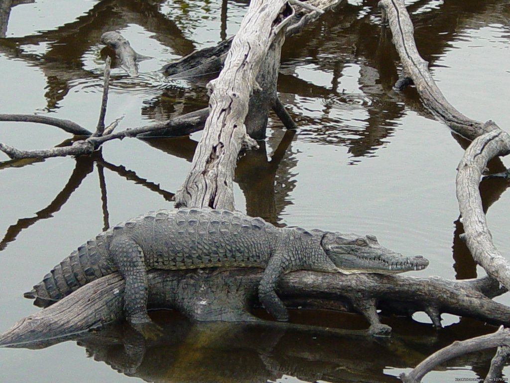 Mangrove Tunnel Kayak ECO Tour | Image #2/8 | 