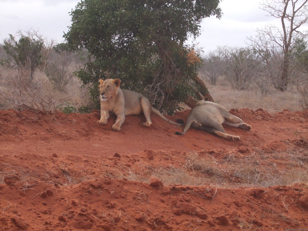 King of the Jungle | Experience Nature in the wilderness | Image #6/6 | 