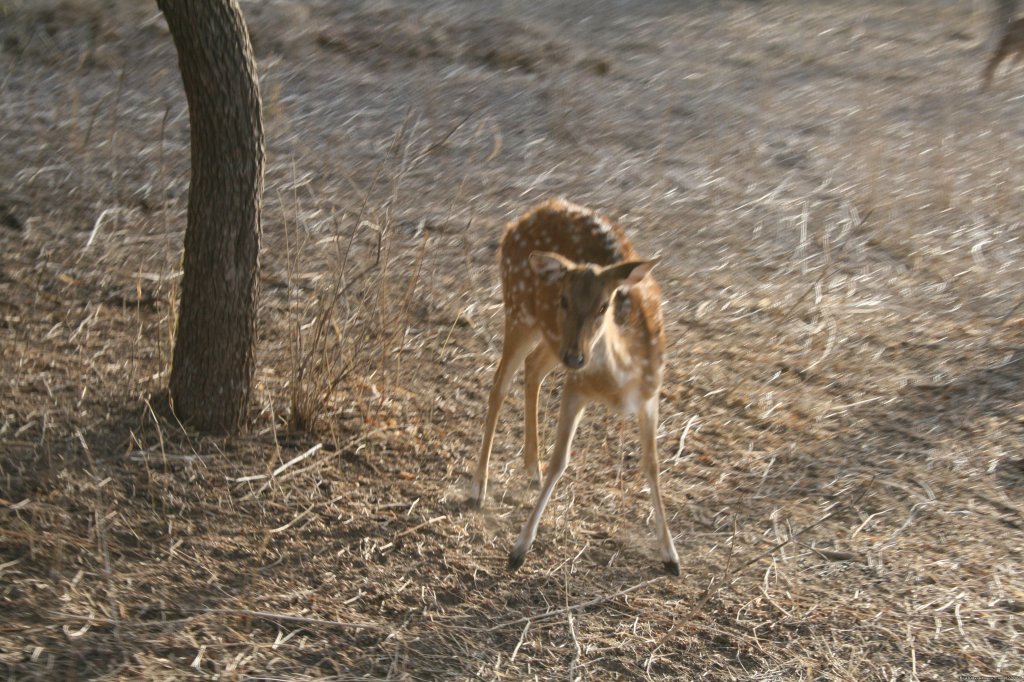 Ranthambore Adventure Tour | Image #12/14 | 