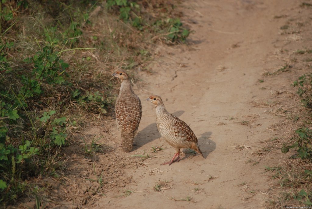 Ranthambore Adventure Tour | Image #10/14 | 