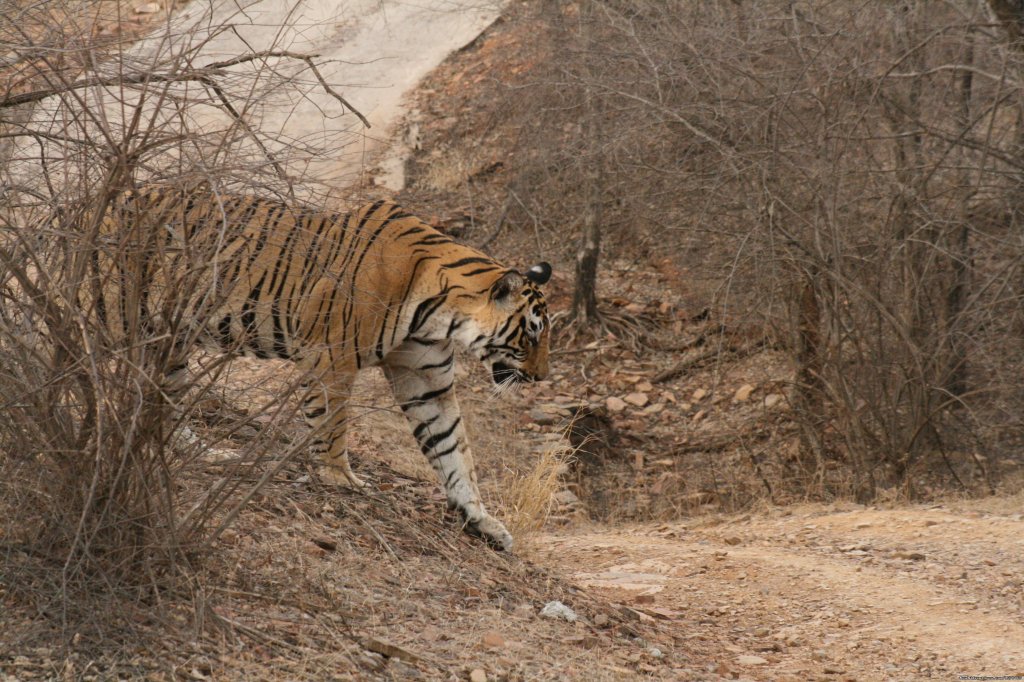 Ranthambore Adventure Tour | Image #11/14 | 