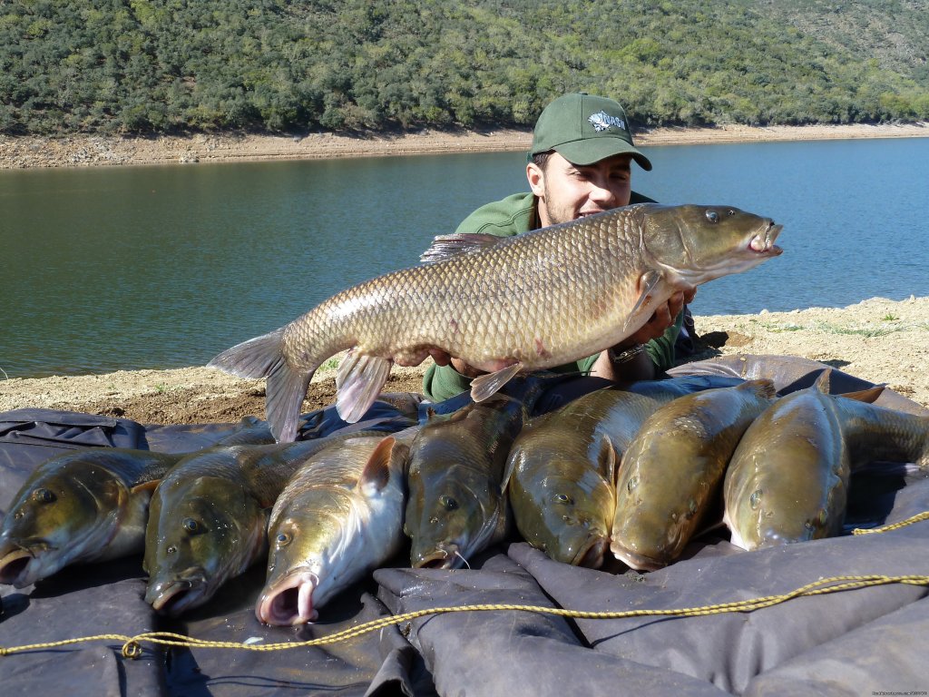 Fishing Barbel Comizo | Image #3/4 | 