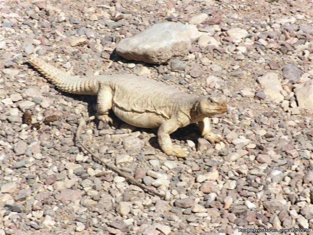 Desert Dragon | Adventure Tours in Israel | Image #3/3 | 