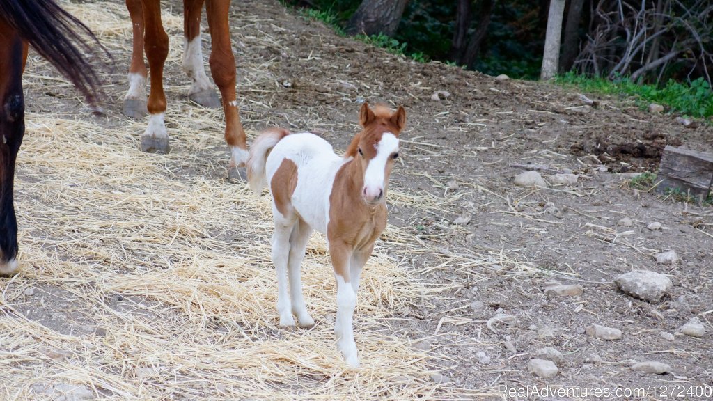 Beautiful Farm Holiday in Corleone, Sicily | Image #22/25 | 