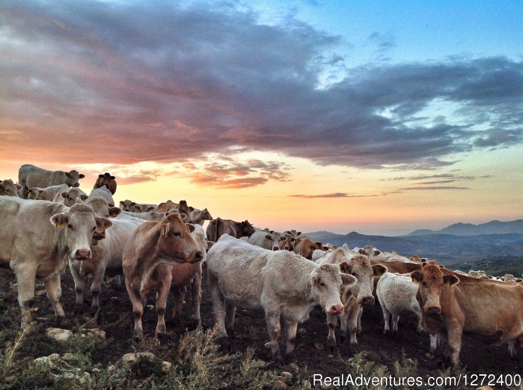 Beautiful Farm Holiday in Corleone, Sicily | Image #25/25 | 