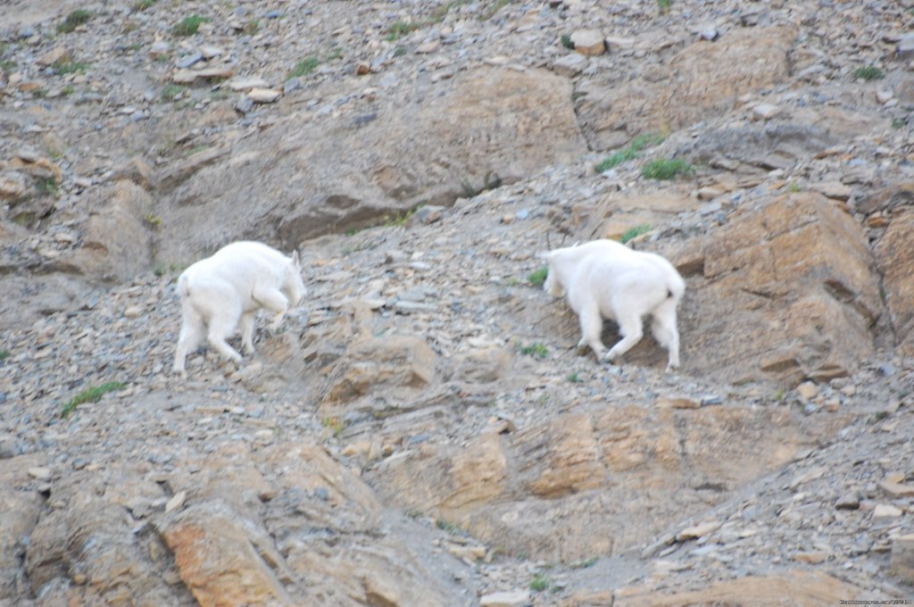 Hiking Banff to Jasper - Freewheeling Adventures | Image #3/4 | 