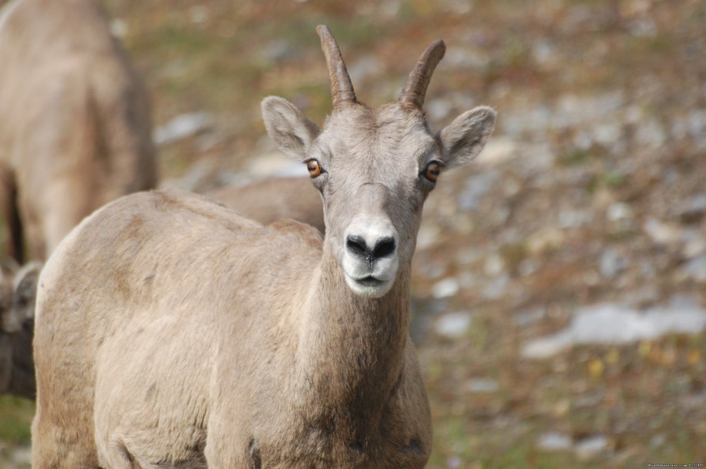 Waterton to Banff Bike & Hike - Freewheeling Adv. | Image #6/6 | 