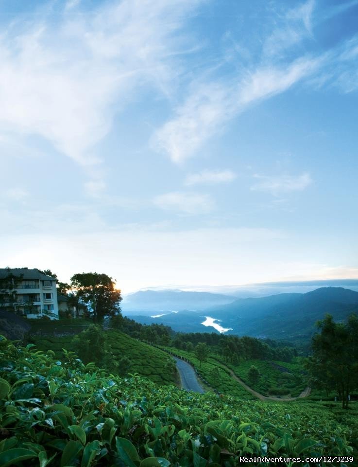 Tea Plantations | Munnar Holidays | Munnar, India | Sight-Seeing Tours | Image #1/2 | 