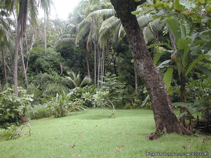 Private Tropical Fjord Beach Primary Rainforest | Rincon de Osa, Costa Rica | Vacation Rentals | Image #1/8 | 