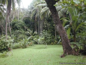 Private Tropical Fjord Beach Primary Rainforest