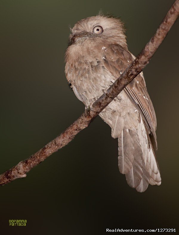 Elsusive - Ceylon Frogmouth | Wildlife & Birding Adventures | Image #5/12 | 