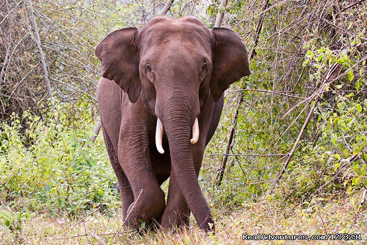 Tusker at Nagarhole | Wildlife & Birding Adventures | Bangalore, India | Eco Tours | Image #1/12 | 