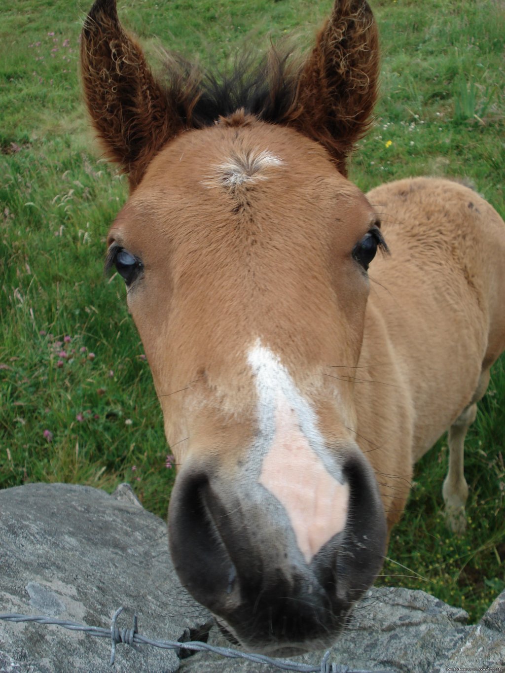 Ireland: Connemara Bike - Freewheeling Adventures | Image #2/7 | 