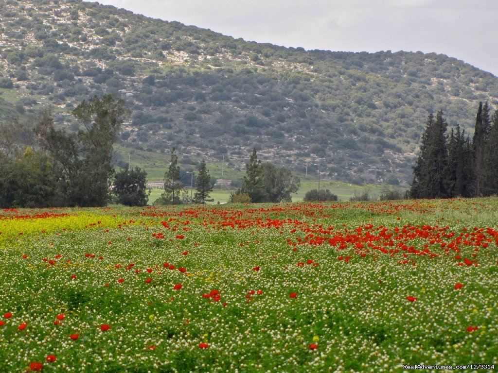 Israel: Jerusalem to Eilat Bike - Freewheeling Adv | Image #15/18 | 