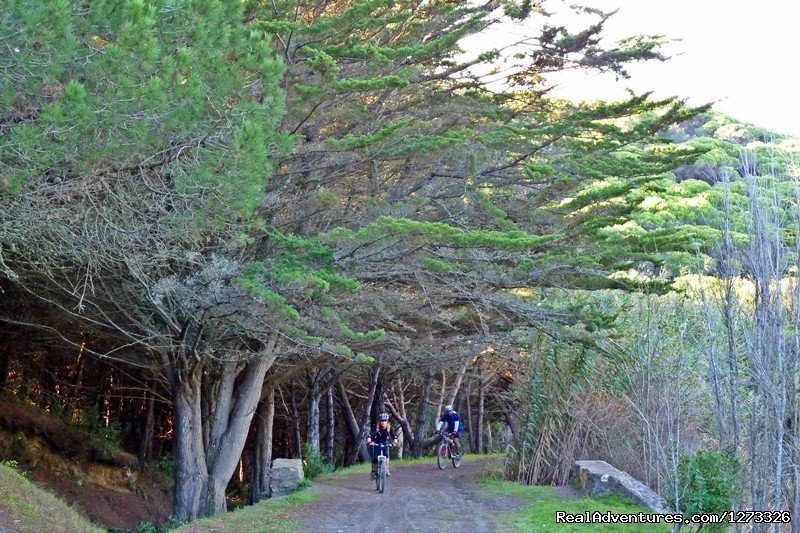 Pine forest | Portugal Wild Coast 7D | Image #10/21 | 