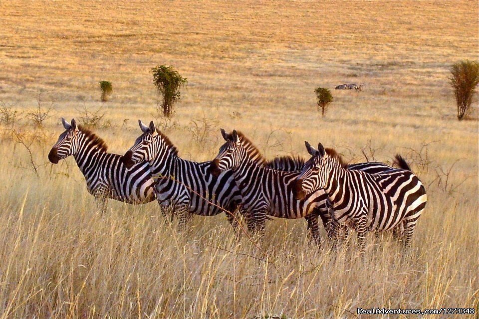 Zaebra at nechisar national park | Ethiopia Tour and Travel Agent | Image #9/21 | 