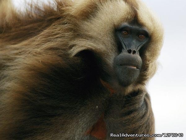 Endemic Geladda baboon | Ethiopia Tour and Travel Agent | Image #17/21 | 