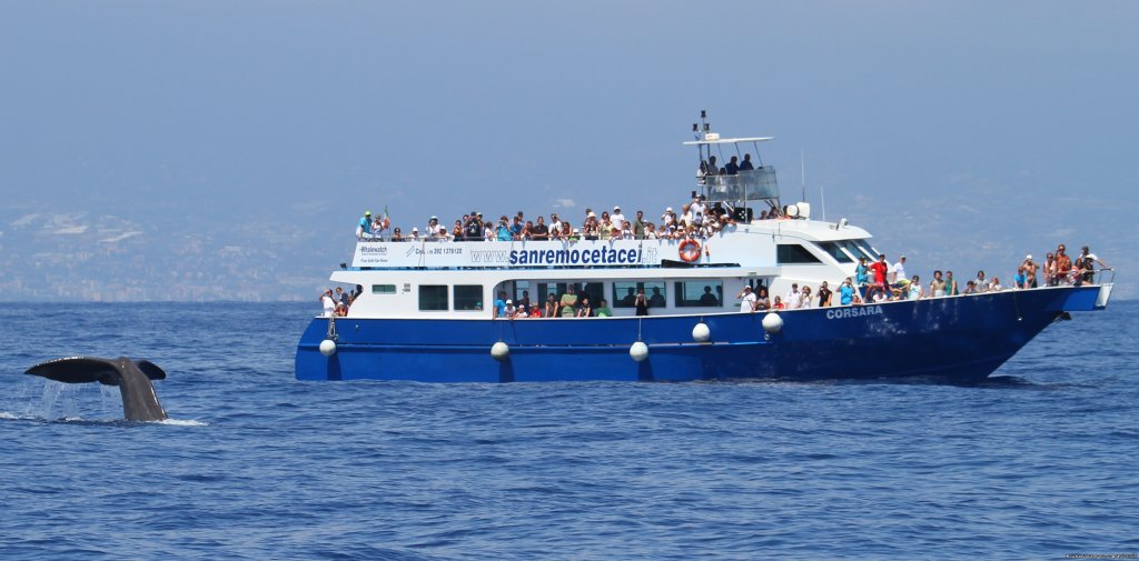 The motorship Corsara | Whale Watching Europe | Image #6/7 | 