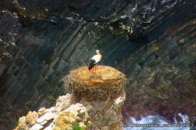 Stork | Alentejo Wild Coast Hike 7D | Image #8/14 | 