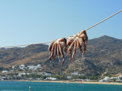 Ouzo with octapus.