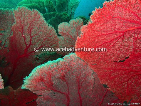 Jungle Of Sea Fan