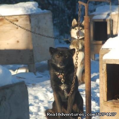 Around the yard | Dog Sled Adventures | Image #2/3 | 