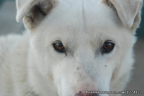 Knowing eyes | Dog Sled Adventures | Image #3/3 | 