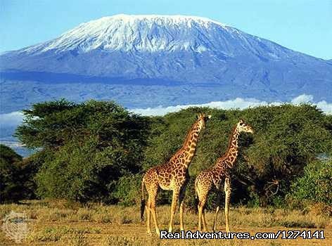 Mount Kenya | Inspiring Your Spirit Of Adventure | Image #3/5 | 