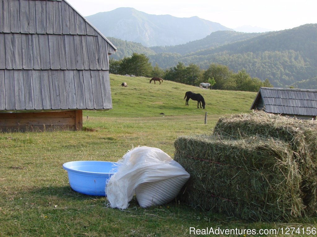 Horse riding at only ecological country,Montenegro | Image #9/14 | 