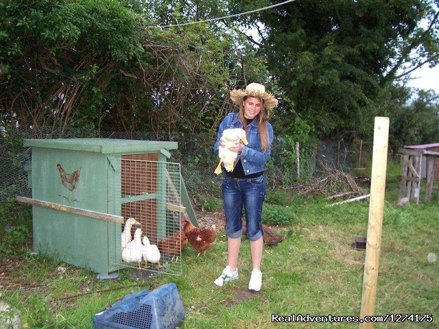 Mademoiselle enjoying the 'Silkie' chucks. | Little peace of Heaven in Tipperary, Ireland | County Tipperary, Ireland | Vacation Rentals | Image #1/6 | 