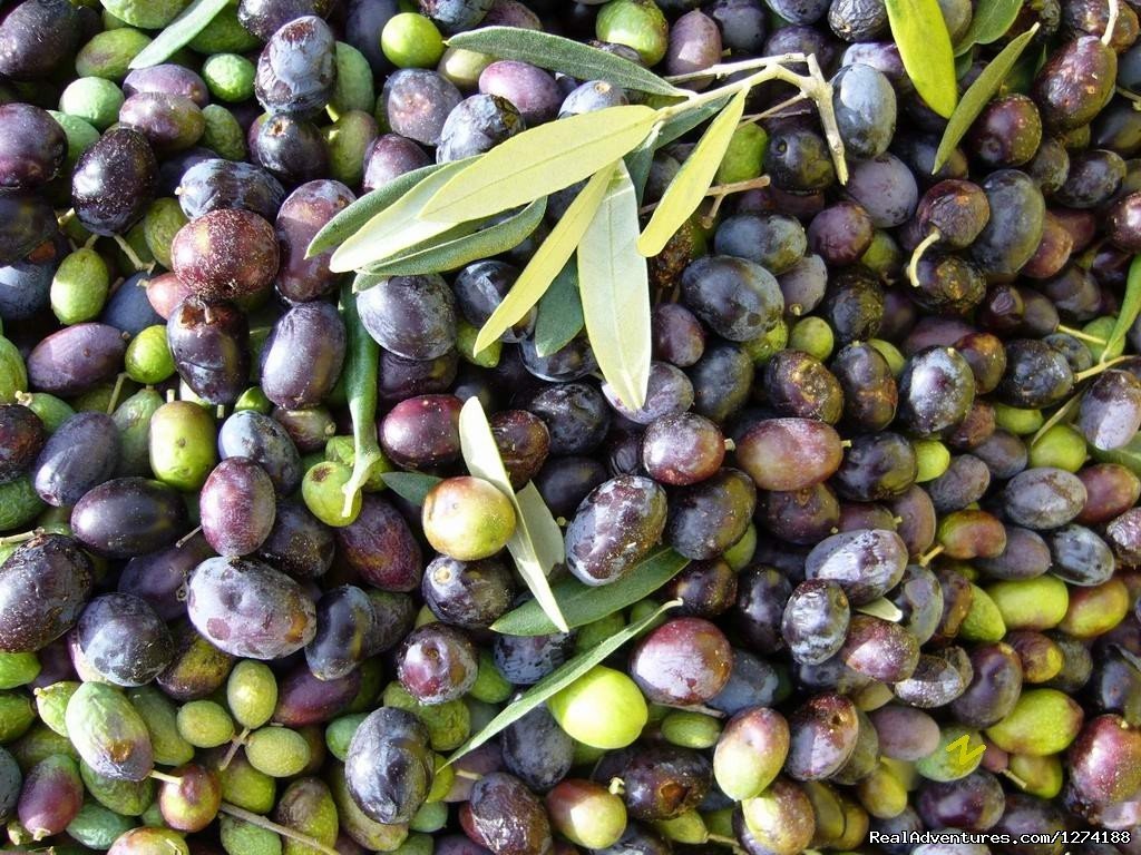 Olive Harvest | Robinson Peace Resort | Image #19/25 | 