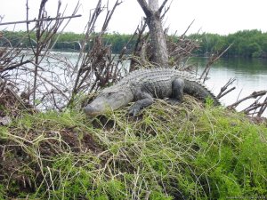 Nature:Boat,Fishing,Photo,Sunset,Birding,EcoTours | Chokoloskee, Florida | Fishing Trips