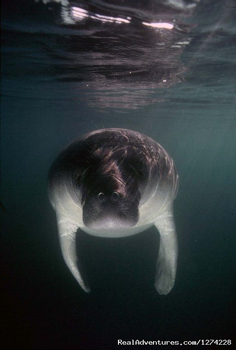 Manatee Underwater Shot | Nature:Boat,Fishing,Photo,Sunset,Birding,EcoTours | Image #14/19 | 