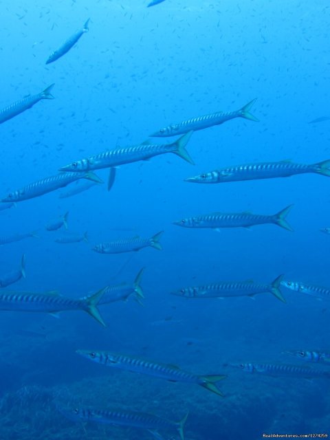 Mykonos Diving by GoDive Mykonos