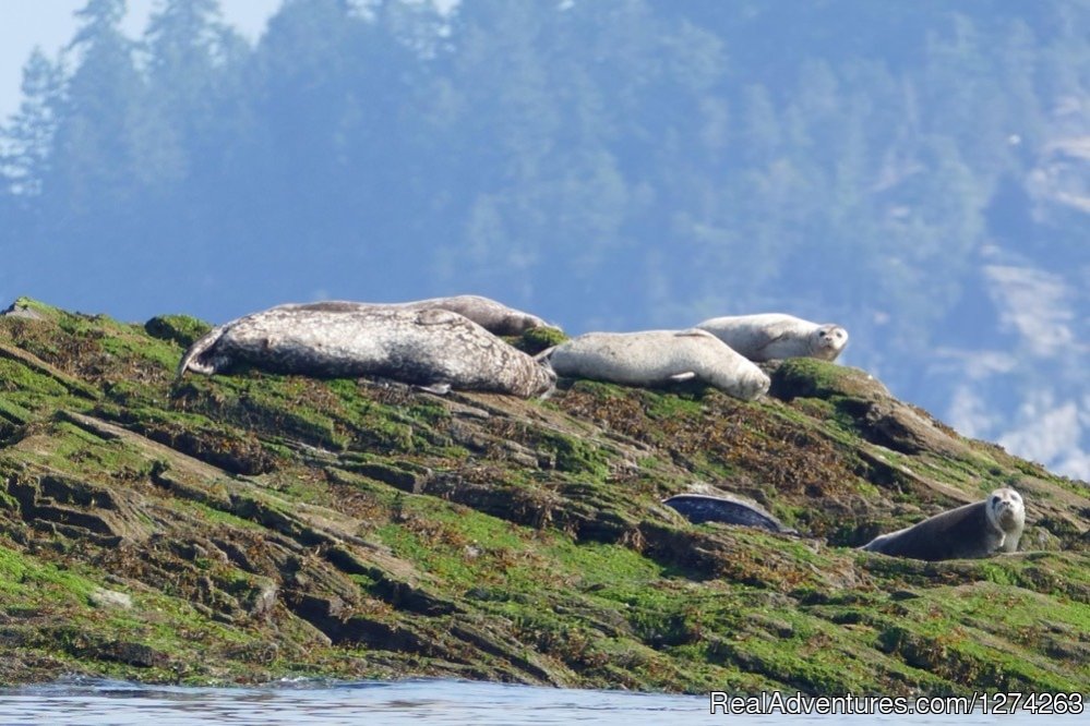 seals Quadra Island, BC | Wildcoast Adventures - kayak vacations & adventure | Image #12/19 | 