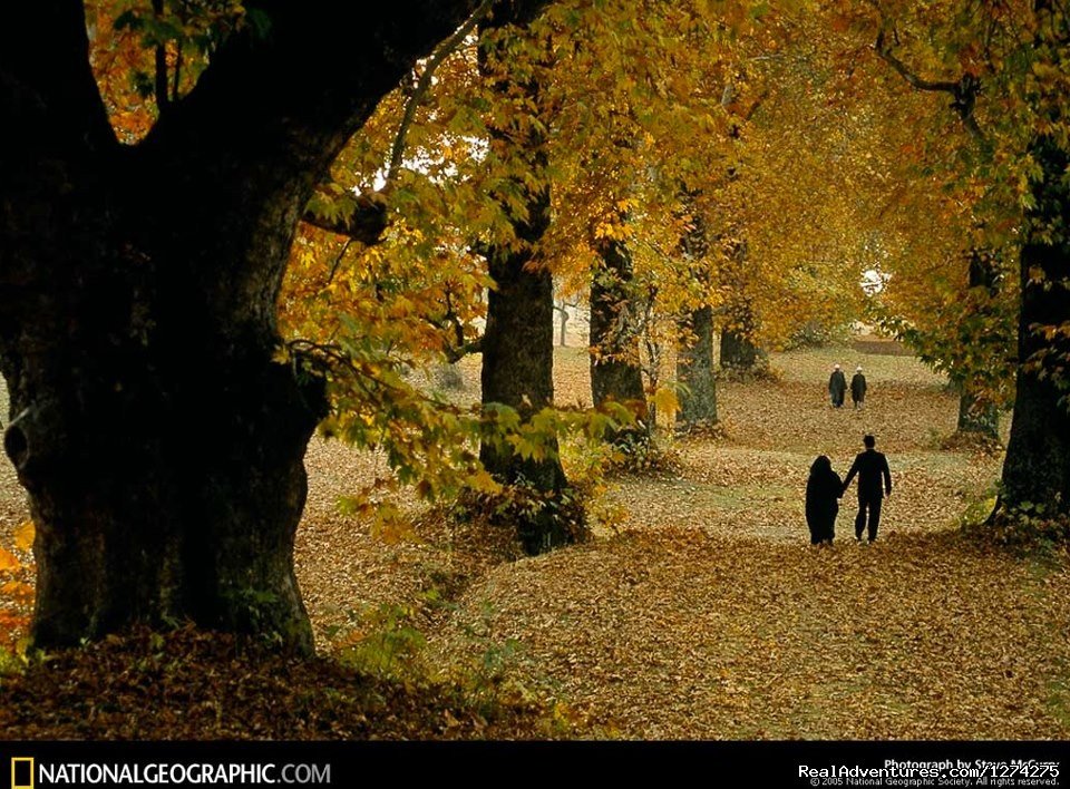 Gold Walk - Naseem Bagh Srinagar | KasHmiR ExotiCA - Enjoy The HEAVEN on Earth | Image #14/21 | 